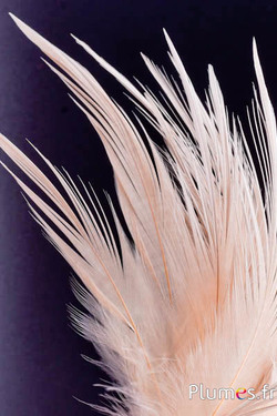 Kraanvogel - gebleekt - 21-25 cm - crème